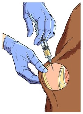A gloved person administering an injection into the loose skin of a cow’s neck.